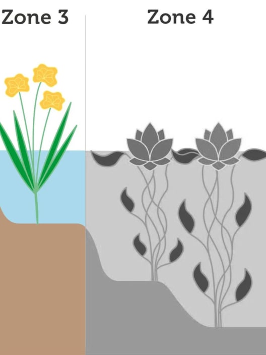 Equisetum japonica - Planta palustre de estanque