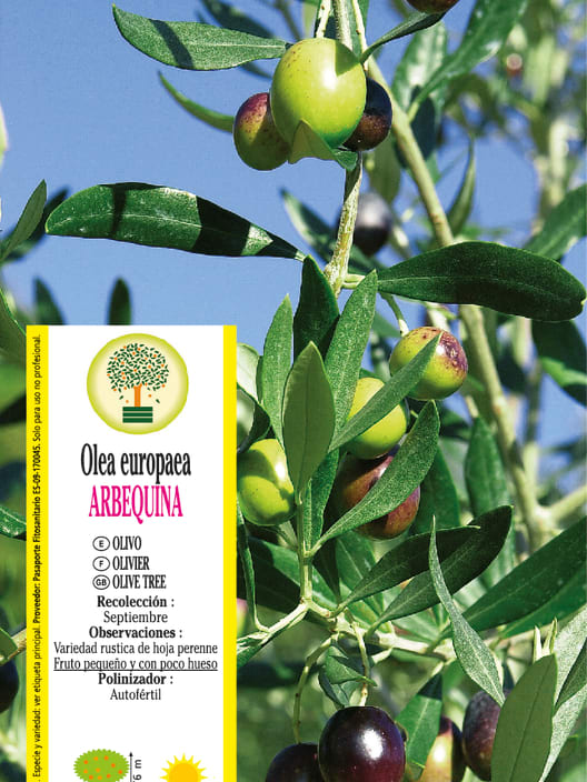 Olivo Olea europaea 'Arbequina'