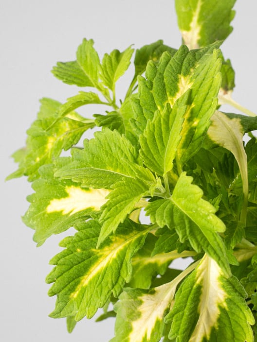 Coleus scutellarioides (Solenostemon)