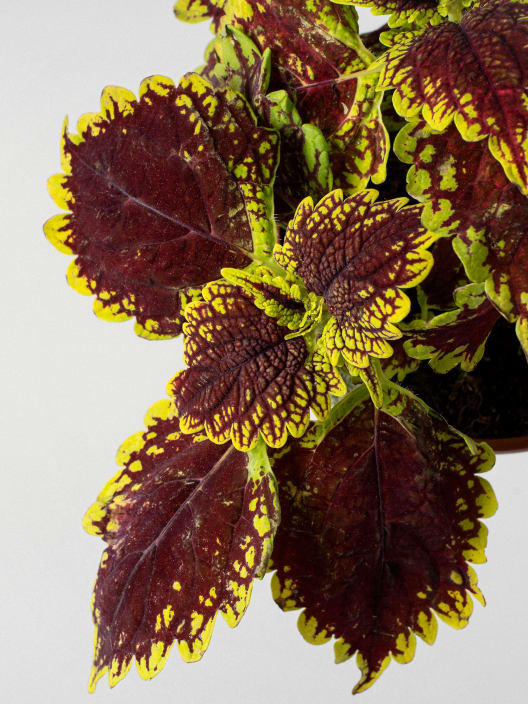 Coleus scutellarioides (Solenostemon)