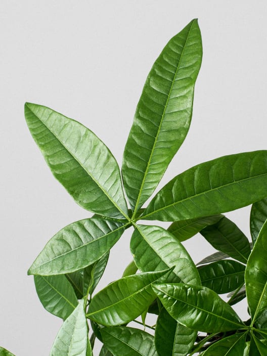 Pachira aquatica