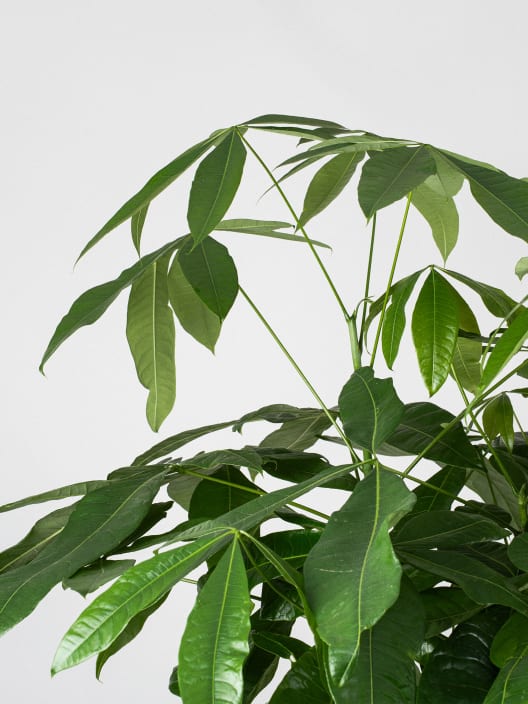 Pachira aquatica