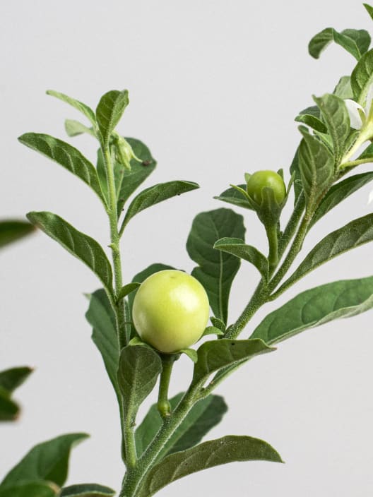 Solanum pseudocapsicum (Tomate de Jerusalén)