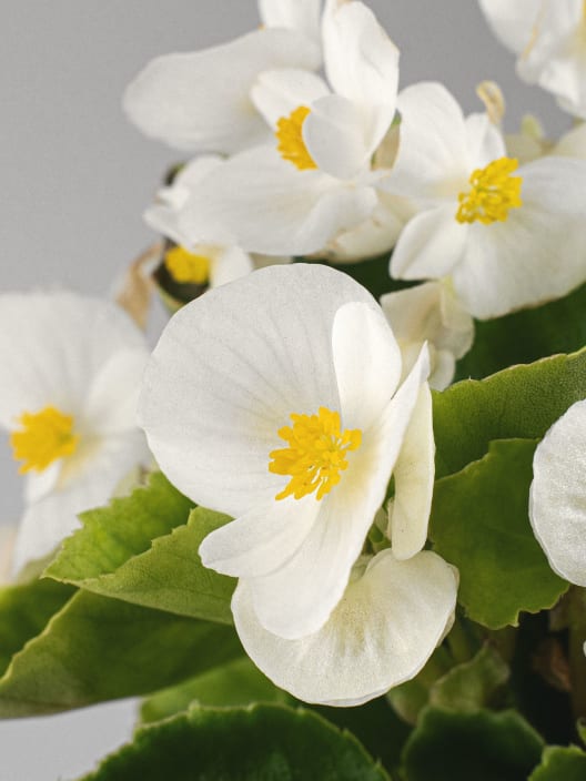 Begonia semperflorens