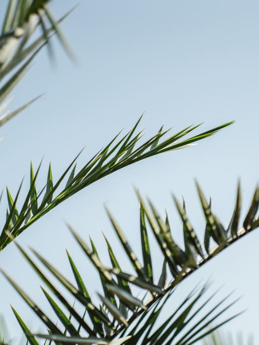 Phoenix canariensis (Palmera canaria)