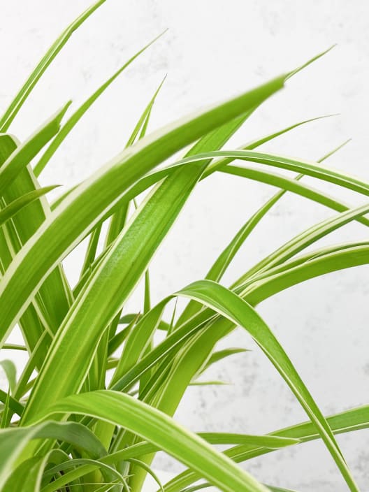 Chlorophytum clorofito (especies variadas)