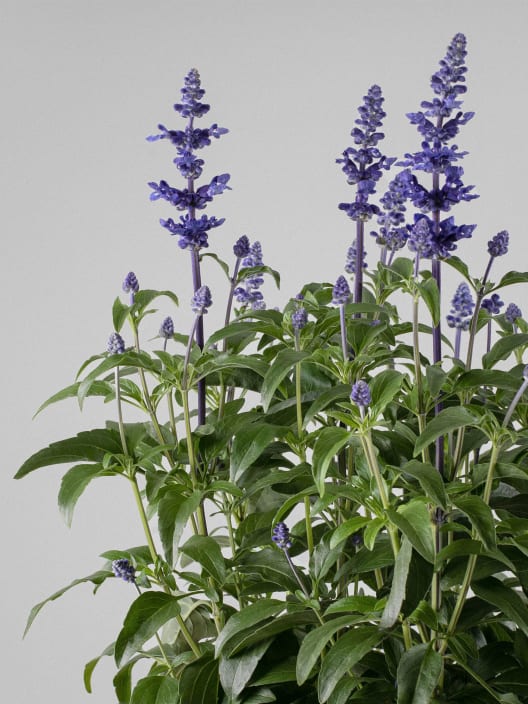 Salvia farinacea
