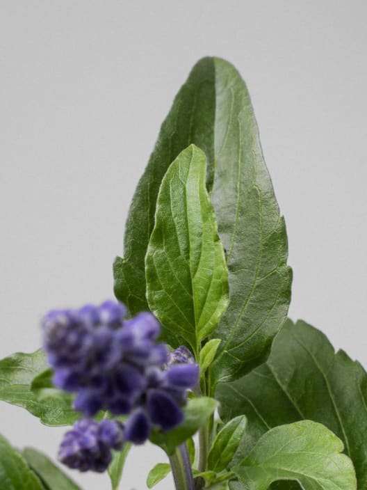 Salvia farinacea
