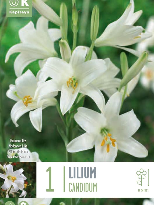 Bulbos de Lilium candidum