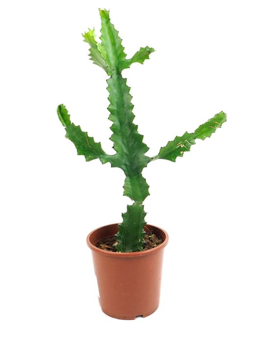 Euphorbia trigona f. rubra