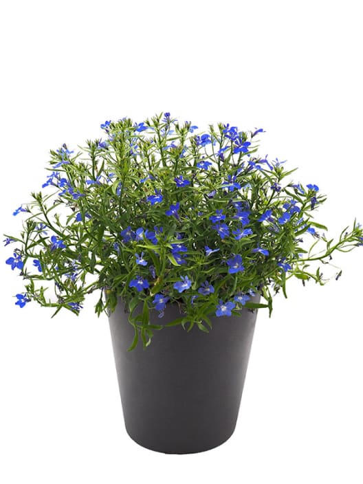 Lobelia erinus