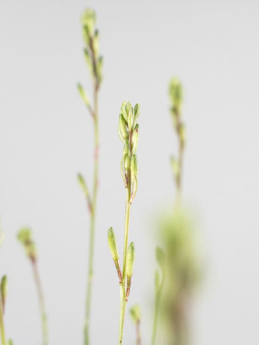 Gaura (Oenothera lindheimeri)