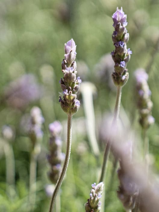 Lavanda dentata 'Candicans' - Planta aromática