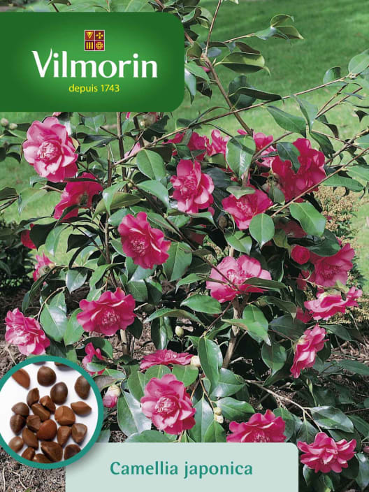 Semilla camelia japónica