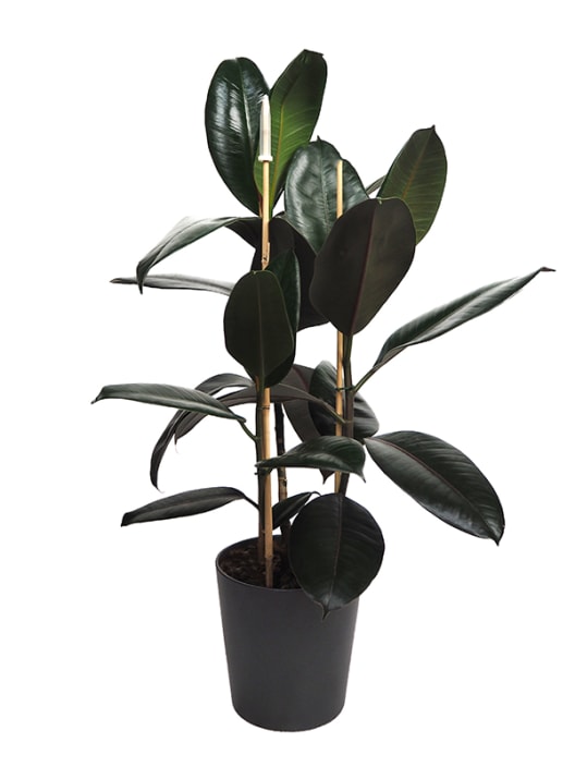 Ficus elastica Robusta