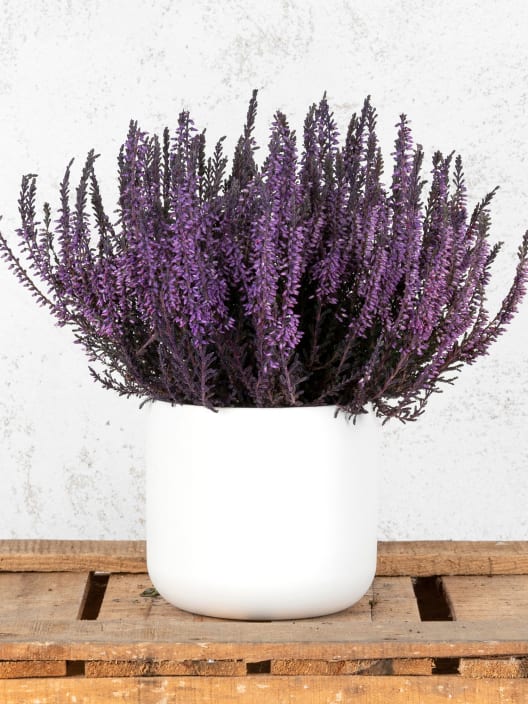 Calluna pintada (Brezo de otoño exterior)