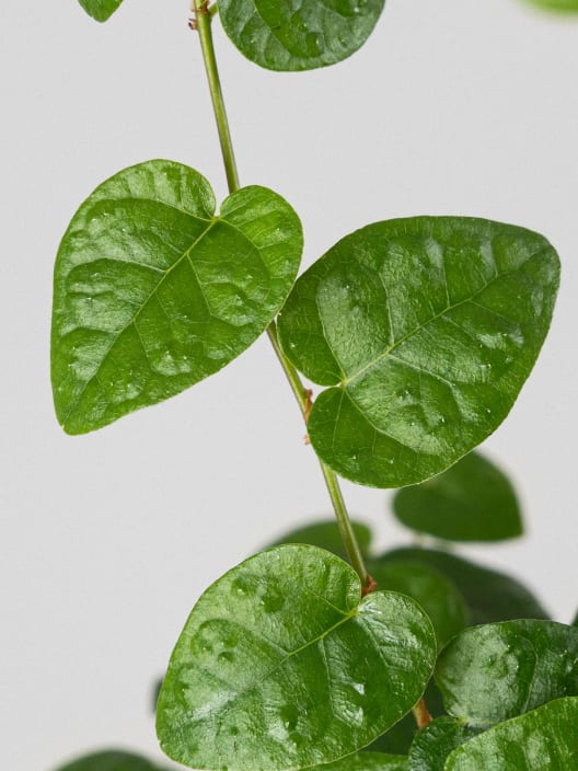 Ficus pumila