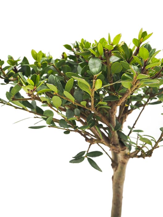 Bonsai Encina (Quercus Ilex)