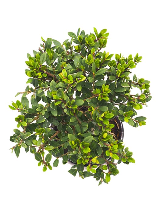 Bonsai Encina (Quercus Ilex)