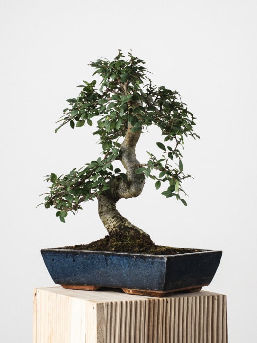 Bonsai Zelkova (Olmo chino parvifolia)