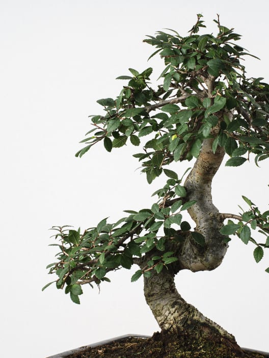 Bonsai Zelkova (Olmo chino parvifolia)