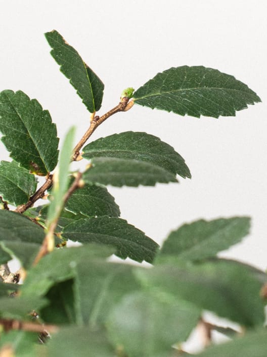 Bonsai Zelkova (Olmo chino parvifolia)