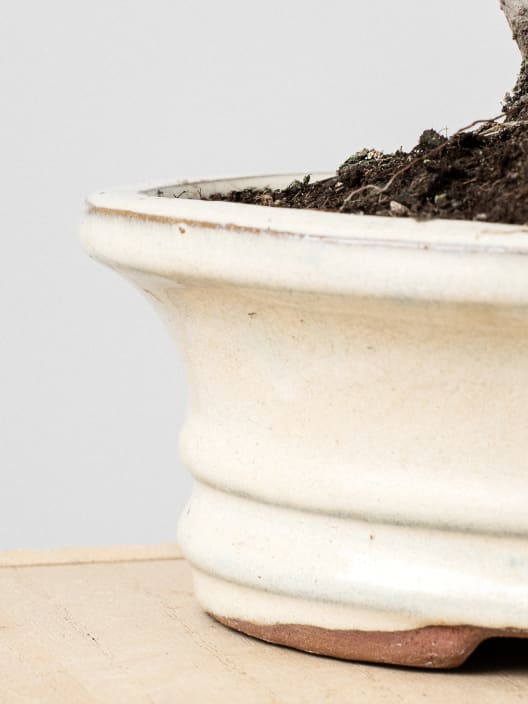 Bonsai Espino de fuego (Pyracantha)