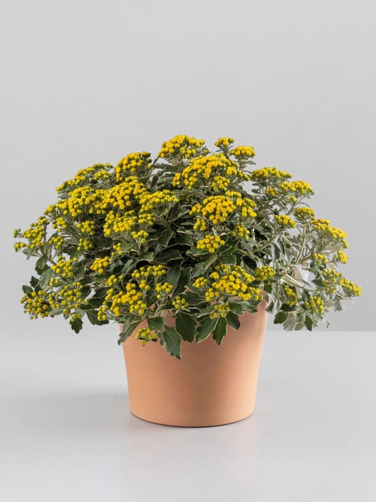 Ajania pacifica