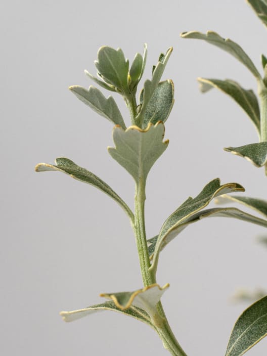 Ajania pacifica