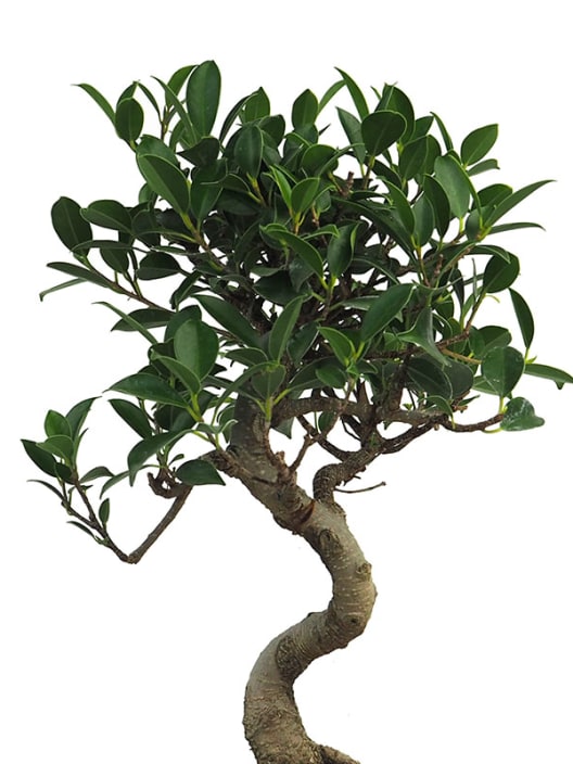 Bonsai Higuera de la India (Ficus retusa)