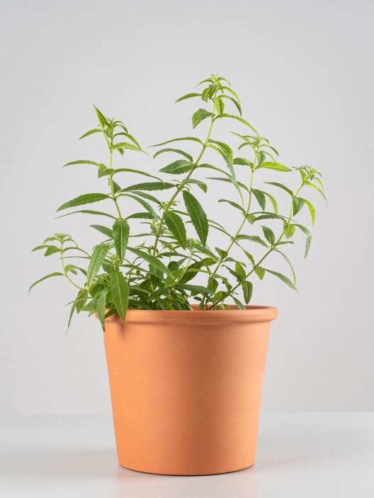 Hierba luisa (aloysia triphilla) - Planta aromática