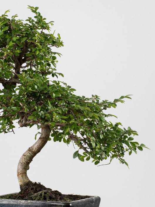 Bonsai Zelkova (Olmo chino parvifolia)