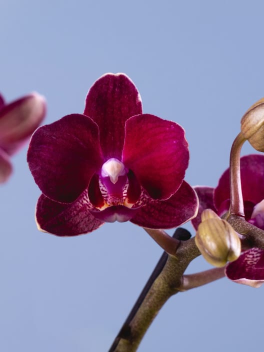 Orquídea Phalaenopsis Mini (varios colores)