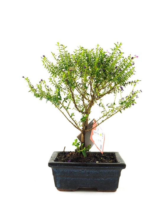Bonsai Cufea (Cuphea)