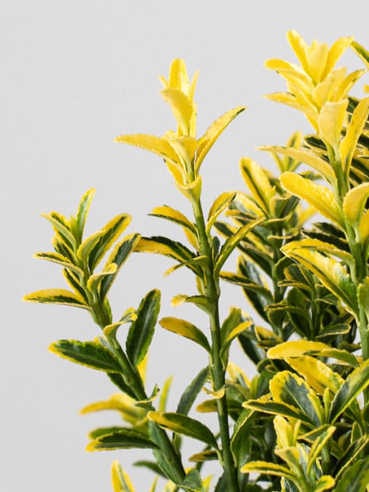 Evónimo enano dorado - Euonymus pulchellus 'Aurea'