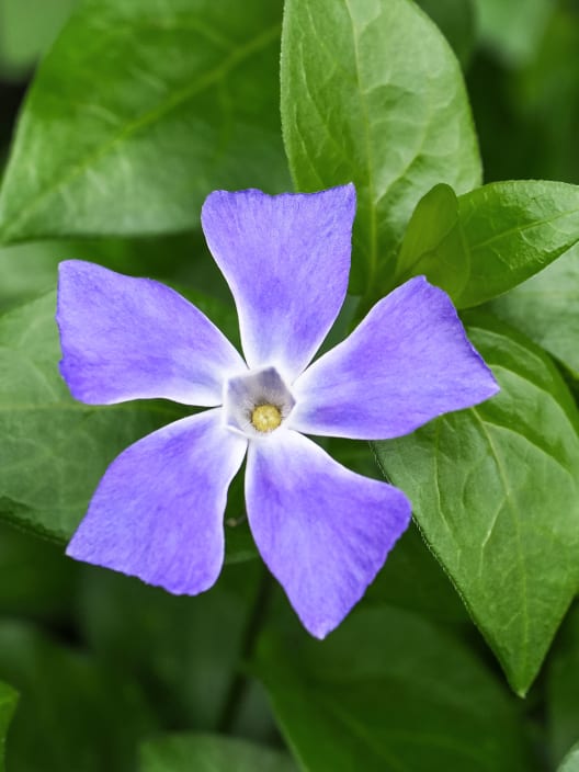 Vinca major