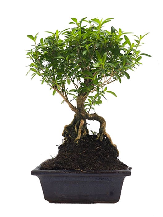 Bonsai Rosa de nieve (Serissa japonica)