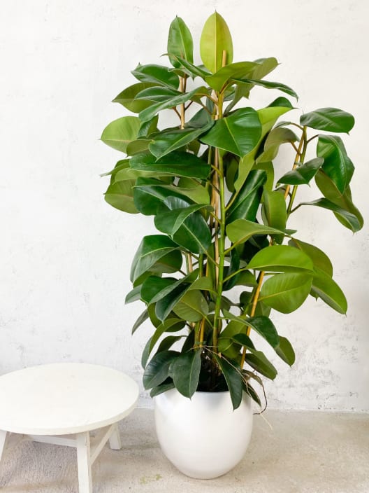 Ficus elastica Robusta