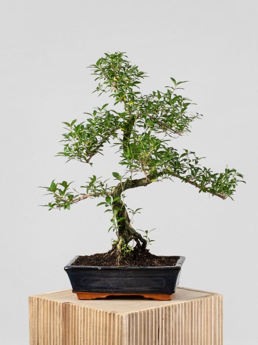 Bonsai Rosa de nieve (Serissa japonica)