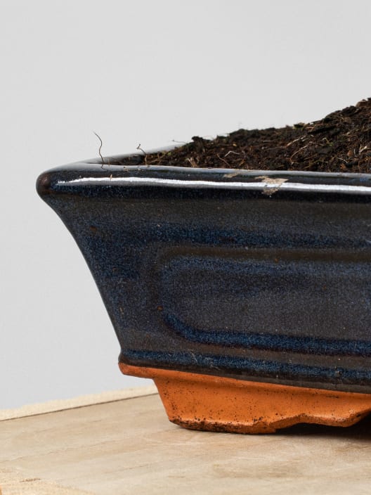 Bonsai Rosa de nieve (Serissa japonica)