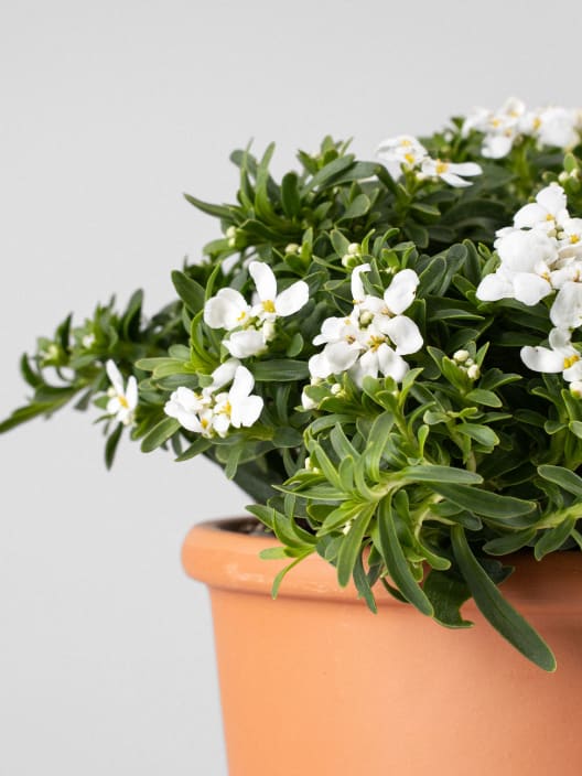 Iberis sempervirens