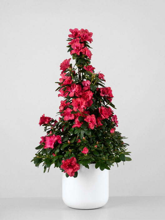 Azalea piramide (variada)