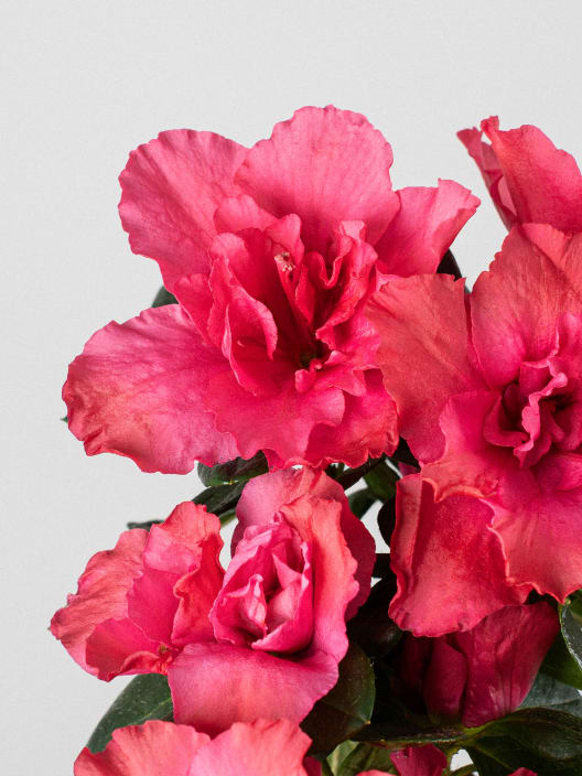 Azalea piramide (variada)