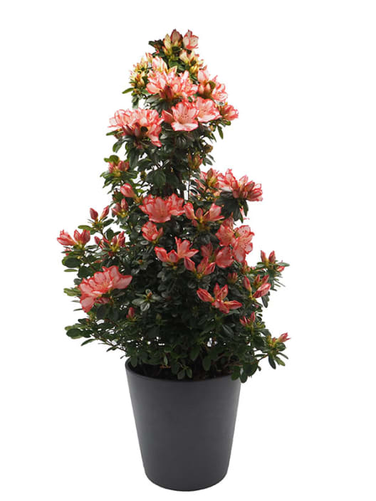 Azalea piramide (variada)