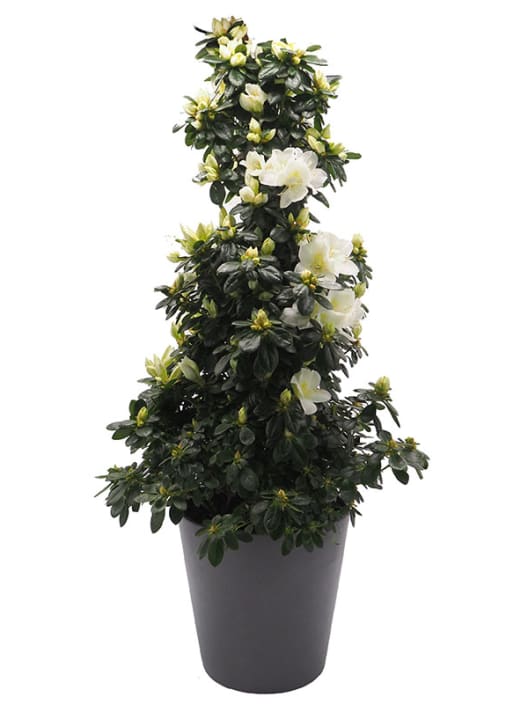 Azalea piramide (variada)