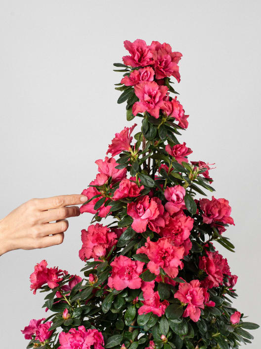 Azalea piramide (variada)