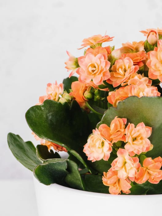 Kalanchoe 'Calandiva' mini