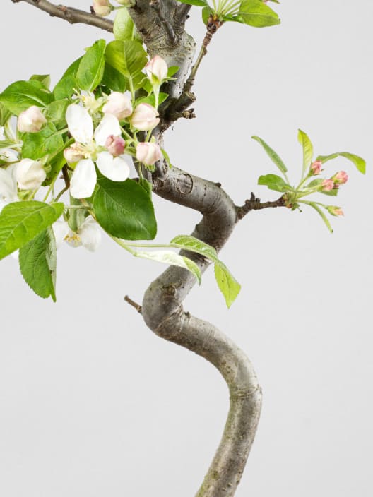 Bonsai Manzano (Malus)