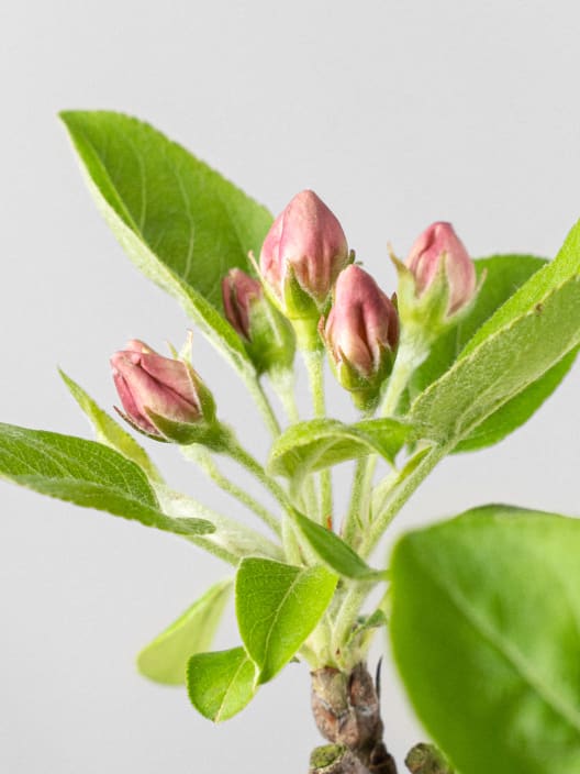 Bonsai Manzano (Malus)