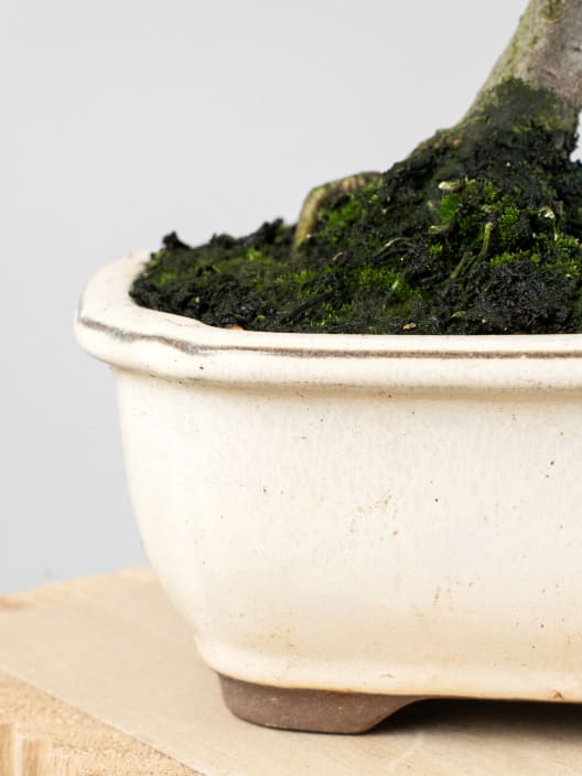 Bonsai Manzano (Malus)